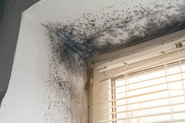 Affordable Basement Mold Removal solutions in Graham, TX